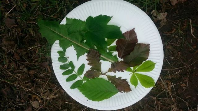 <strong><strong><strong><strong><strong></strong><br/>Sunshine on the tarpaulin.</strong><br/>Creativity and imagination using natural materials.</strong><br/>Working together to create a web during reflection time.</strong><br/>Bug hunting.</strong><br/>Leaf identification.
